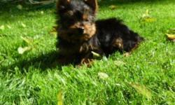Yorkshire Terrier puppy ready to go to his new home.  He has had his first set of shots with a vet certificate and has had his dewclaws and tail done and he has been dewormed regularly.  He is home raised with his Mom and Dad.  He is great with children