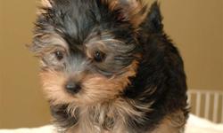 I am in a small apartment now and move into my new home in January. If you have a Yorkie or Morkie litter ready for then I would love to Buy one!!