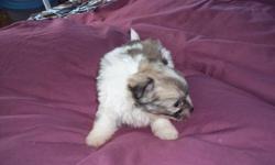 have 2 yorkie/pap/chih x puppies for sale
both males
asking 600.00 each