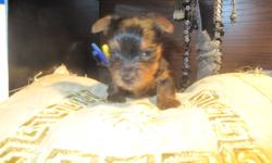 Adorable!! Updated photos!
All our yorkie pups will come vet checked, shots up to date, de-wormed, microchipped, dewclaws removed, tails docked, 6 week pet plan insurance.
Born Jan.1, 2012 GOOD LUCK CHARMS FOR 2012. They will bring you Love and Joy