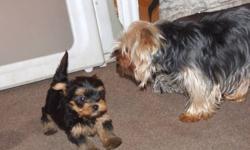 We have 3 yorkie pups.   2 males and 1 female.  They are very playful and friendly.  They are going to weight between 4 and 6 pounds full grown.  Mom is on site.   They puppies have been vet checked and first needles and de-wormed. The are ready to go on