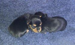 Yorkshire Puppies for Sale.  1 Female & 3 Males left in litter of 7
Vet checked, 1st shots, dewormed, tails docked...ready to go to a loving, caring home on November 7th, 2011.
 
Call for more details...905-685-4356