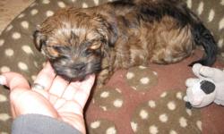 Little Yorkshire Terrier Cross puppy for sale.  Female, last one left!  Mother is registered Yorkshire Terrier and father is Havanese cross.  Non-shedding. Ready to go.  Hand raised and loved, ready for a new home!
Email or phone 306-220-2018.