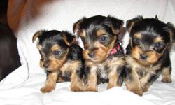 All puppies are currently reserved.  Thank you. We currently have 3 Yorkies for sale: 1 male and 2 females.  Puppies were born September 13 and will not be ready for their new homes until November 8.
 
Puppies will go to their new homes vaccinated and vet
