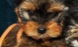 THESE YORKIES ARE ADORABLE AND SWEET SWEET SWEET... VERY WELL SOCIALIZED WITH PEOPLE AND OTHER DOGS. THEY HAVE HAD THEIR FIRST VACCINATIONS. BEAUTIFUL COATS WITH LEVEL TOP LINES AND GREAT COLOR. THEY ARE 7 WEEKS OLD AND READY FOR THEIR FOREVER HOMES