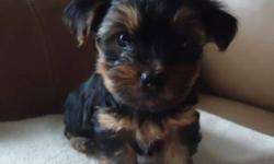 Five adorable purebred Yorkie puppies born August 22 ready to go to their new loving homes after October 17. Four little girls and a boy. They are cute, playful, and very smart.
 
-vet checked
-first shots/dewormed
-will be microchipped
***2 girls