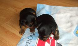 i have 1 male 1 female yorkshire terrier for sale for more info pls call 2nd picture is of the mother and third is of the father