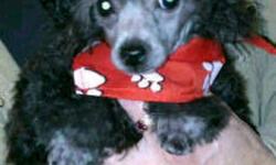 I only have one thing on my Christmas list and that is a new loving family.
All I want is to have a forever family of my own to love and spoil me. I will be your best friend and cuddle buddy.
I am a CKC registered silver teacup poodle.
I am 13 weks old