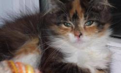 Breed: Calico
 
Age: Young
 
Sex: F
 
Size: M
Blaze may have a home, but just incase it doesn't go through, we are posting as a back-up plan! One very beautiful kitty!
Visit www.petprojects.ca and fill out an online application to adopt this or any other
