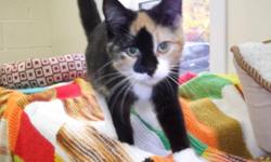 Breed: Calico
 
Age: Young
 
Sex: F
 
Size: M
Bliss is a loving, affectionate, kind-hearted kitty just wanting true love!
Visit www.petprojects.ca and fill out an online application to adopt this or any other of our deserving pets, or email
