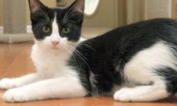 Breed: Tuxedo
 
Age: Young
 
Sex: F
 
Size: S
DSH Black and white female; spayed DOB: June 15, 2011
Sweet little Chapstick was left in a box outside of the SPCA (along with her Mom and 4 siblings) on the hottest day of the year. This little family almost