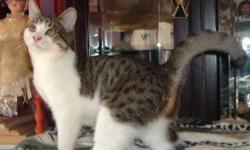 Breed: Domestic Short Hair - gray and white
 
Age: Young
 
Sex: F
 
Size: M
My foster mom calls me Choupette because I am a cutie, full of life and love. The vet figures that I was born around the end of October 2010; I am a short haired tabby & white