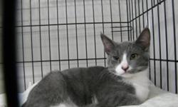 Breed: Domestic Short Hair - gray and white
 
Age: Young
 
Sex: F
 
Size: M
Loki is shy and needs a family or someone who will spend time with her. She is very pretty kitten and loves to play with her brothers and sister.
 
View this pet on Petfinder.com