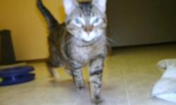 Breed: Domestic Short Hair Tabby - buff
 
Age: Young
 
Sex: F
 
Size: S
Hello,
My name is Suzie. I was found in a box in the winter beside the shelter, I was cold when I came in, and I got scared and bolted out of my box, it took the ladies a week to