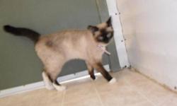 Breed: Siamese
 
Age: Young
 
Sex: F
 
Size: M
My name is Luna, kinda a nice name don't you think? I am a female with short hair, I am young and I was also left outside the door at EHS so my new caregivers have no history on me either...I have a pretty