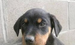 Breed: Rottweiler
 
Age: Young
 
Sex: F
 
Size: L
Bio Coming Soon, If you have any questions you can contact the shelter by email jena@lloydminsterspca.org or call the shelter at 780-875-2809
 
View this pet on Petfinder.com
Contact: Lloydminster &