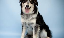 Breed: Australian Shepherd Border Collie
 
Age: Young
 
Sex: F
 
Size: M
Mega was surrendered to Mixed Up Mutts because she wouldn't listen. She is still a puppy in so many ways and just needs someone to teach her and bond with her. She is good with dogs