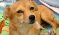 Breed: Chihuahua
 
Age: Young
 
Sex: F
 
Size: S
Size: 9 lbs
 
APPROX AGE: 1 years old
 
 
History:
An unmarked car in Tijuana, Mexico abandoned her on the street. Some people saw a man open his car door and throw her out and drive away.