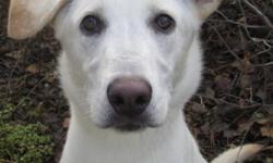 Breed: Husky Labrador Retriever
 
Age: Young
 
Sex: F
 
Size: L
Paulina is a 9 month old LabX. She enjoys the company of other dogs and loves people. She loves to give kisses!
 
View this pet on Petfinder.com
Contact: Great Slave Animal Hospital |