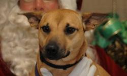 Breed: Basenji
 
Age: Young
 
Sex: F
 
Size: M
***April 20th&#8211; LIZZIE has a great foster home that will see her through her surgery. They will also have the option of adopting her so Lizzie is not available for adoption at this time. Lizzie is the