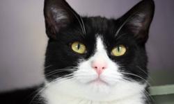 Breed: Domestic Short Hair-black and white
 
Age: Young
 
Sex: M
 
Size: S
Krispin is a dignified, sophisticated young gentleman who enjoys the
finer things in life. He appreciates soft cotton towels, treats, and
pats on the head. Krispins' coat pattern