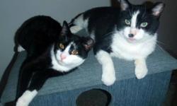 Breed: Domestic Short Hair-black and white
 
Age: Young
 
Sex: M
 
Size: S
Jake & Jude DSH Black & White Males *Bonded Pair*
 
An absolutely gorgeous pair of black & white boys who paint a stunning picture curled up together soaking up some sun, these two