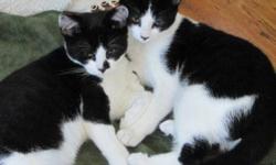Breed: Domestic Short Hair-black and white
 
Age: Young
 
Sex: M
 
Size: M
Ziggy and Zorba are just like a couple of matching book ends who hopefully will find homes together.
These little guys have been raised in a loving foster home where they are