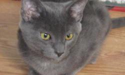 Breed: Russian Blue
 
Age: Young
 
Sex: M
 
Size: M
Tim is a lovely, somewhat cautious fellow who purrs not only when he's grooving' but when he's feeling a bit nervous. A tad shy, Tim takes his time before rubbing around to ask for attention. His sleek