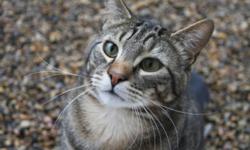 Breed: Tabby - Brown
 
Age: Young
 
Sex: M
 
Size: L
Hi, my name is Natters and I am pleased to meet you. I am young one year old male cat looking for a new home. I am very friendly and I talk all the time. I am used to sharing a living space with other