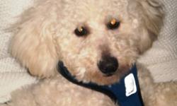 Breed: Bichon Frise Poodle
 
Age: Young
 
Sex: M
 
Size: S
Lucas is almost a year old and looking for a new home. He hopes to find one with a dog he can spend time with! Lucas enjoys playing with dogs,,large or small!
This adorable boy is quite skittish