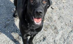 Breed: Black Labrador Retriever
 
Age: Young
 
Sex: M
 
Size: L
Dylan: 8 month old Black Lab, male
I am a sweet and goofy guy who loves to play! I'm not the best retriever, but I'll chase whatever toy you throw for me! I am also very affectionate and love