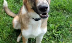 Breed: Collie Shepherd
 
Age: Young
 
Sex: M
 
Size: M
Monty: 1 year old Collie/Shepherd mix, male
I am an adorable guy who is a little timid with new people at first. But I crave companionship, and with a little time I will be your new best friend! I am