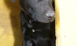 Breed: Labrador Retriever
 
Age: Young
 
Sex: M
 
Size: L
Dexter is a wonderful fellow. He is happy and playful and loves people. Dexter is primarily labrador retreiver but may have something else in the mix. He is likely between 1 and 2 years old. He has