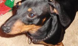Breed: Dachshund
 
Age: Young
 
Sex: M
 
Size: S
If you look up the word "clown" in the dictionary, you might see Rudy's picture next to the definition. This delightful Miniature Dachshund will keep you smiling with his comical antics and sunny