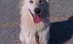 Breed: White German Shepherd
 
Age: Young
 
Sex: M
 
Size: L
This is Coby, he is a 13month old White Shepherd mix. He is GREAT with kids gets really excited to see them but will not jump up or knock them over, GREAT with other dogs, no aggression in any