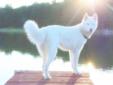 ???? ??? Rare Snow White Pure Siberian Husky Puppies ??? ????