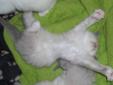 ? TICA Ragdolls - Home in time for Christmas! ?