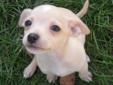 1 Applehead Chihuahua Puppy for sale