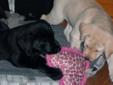 2 BLACK LABS AND 1 YELLOW LAB FOR SALE - READY NOW!!