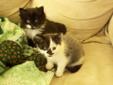 2 lovely cats to give away to a good home
