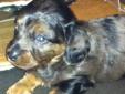 2 male miniature dachshunds left