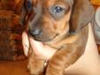 2 Male Red Miniature Dachshund Puppies