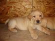 2 Yellow Lab Pups Looking For Home