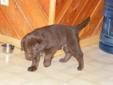 3 Male Pure Bred Chocolate Lab Puppies!!!!!!!!