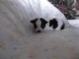 5 Beautiful Chihuahua Puppies