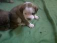 5 beautiful male mixed breed puppies