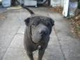 8 Year Old Shar Pei Looking For Good Home