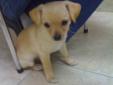 9 Weeks old Chihuahua puppy for sale