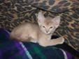 Abyssinian Kitten - Fawn Male