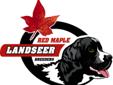 Adorable Landseer Newfoundland Puppies